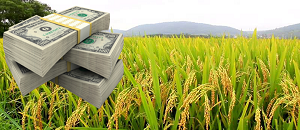 Mais de 5 milhões de dolares estão a ser investidos para produção de arroz em Mandlakaze