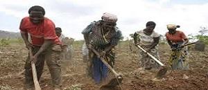 Serviços Distritais de Actividades Económicas de Mandlakaze com planos de sustentabilidade para o Centro de Transferência de Tecnologias Agrárias